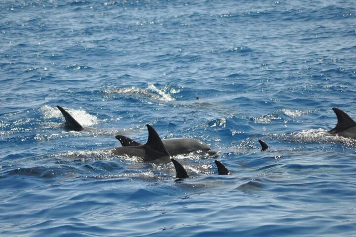 eine Gruppe von Delfinen, die im Wasser schwimmen