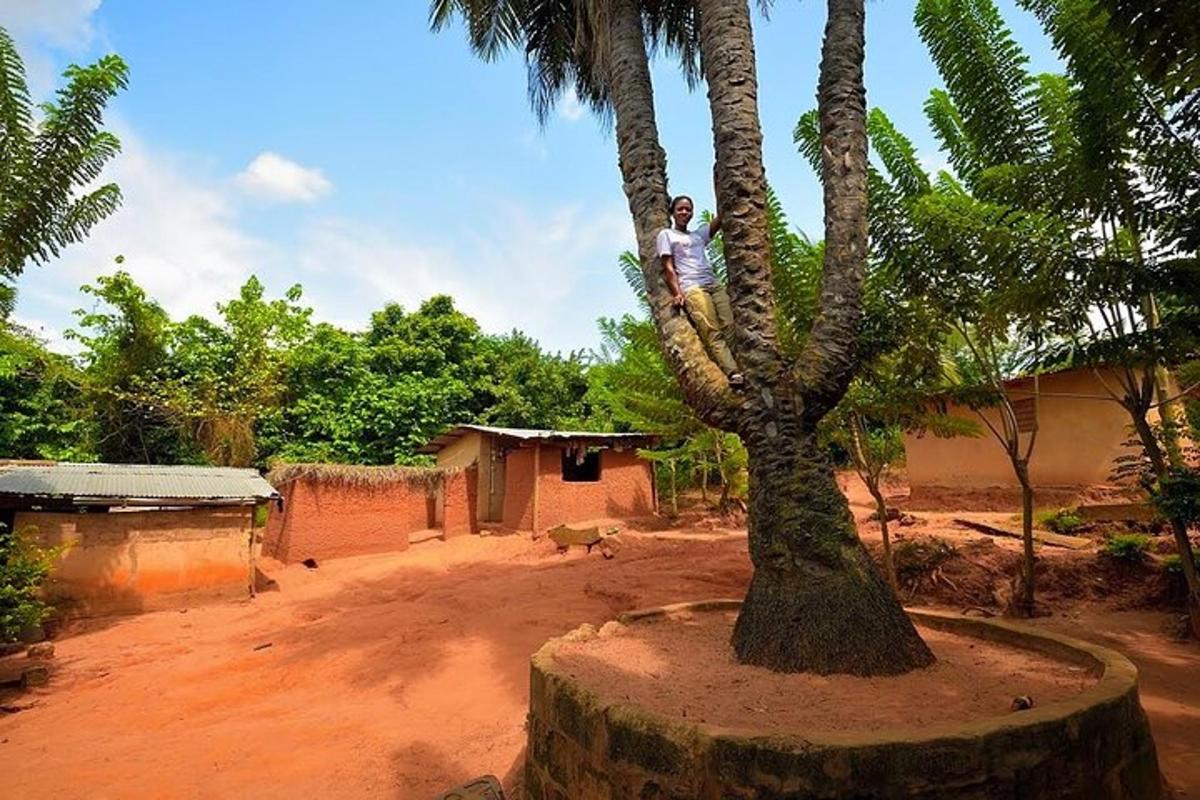um homem sentado no topo de uma palmeira