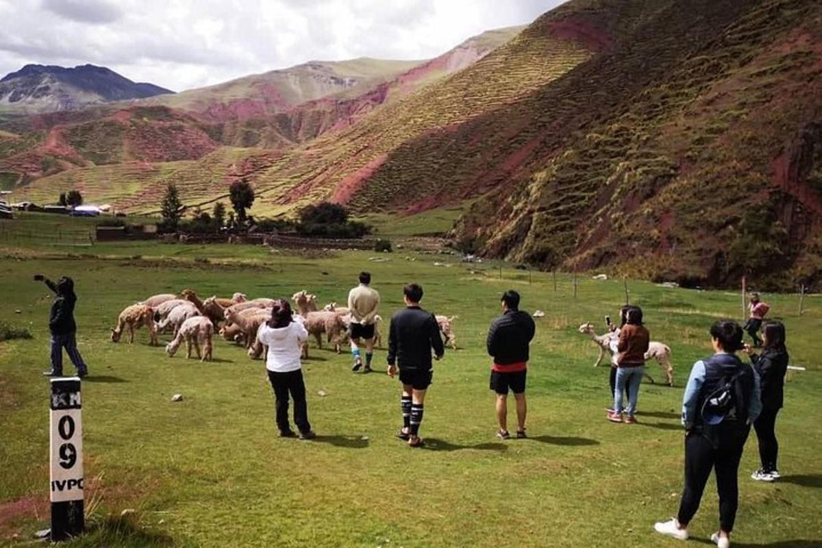 un gruppo di persone in piedi in un campo con un gregge di pecore