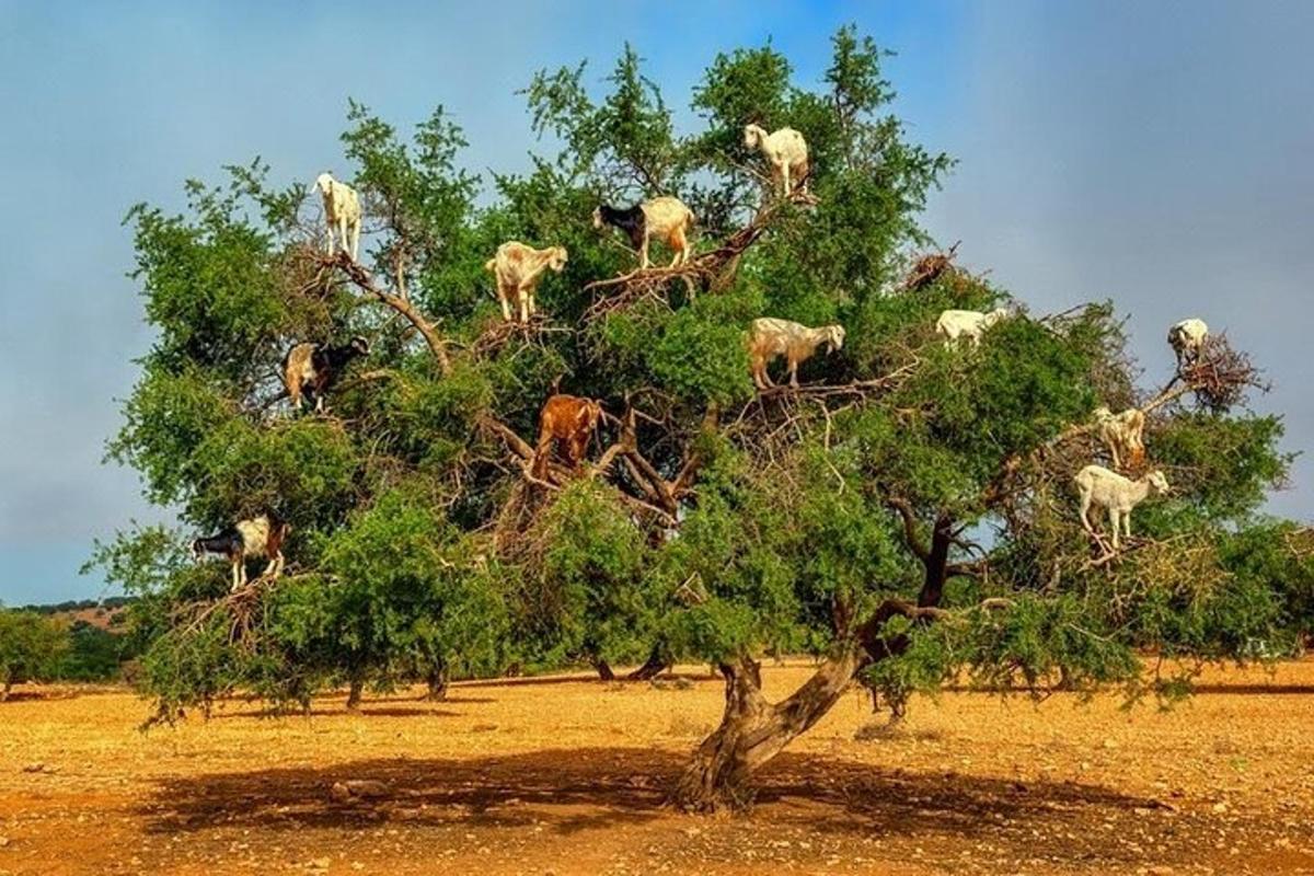 μια ομάδα ζώων που στέκονται στην κορυφή ενός δέντρου