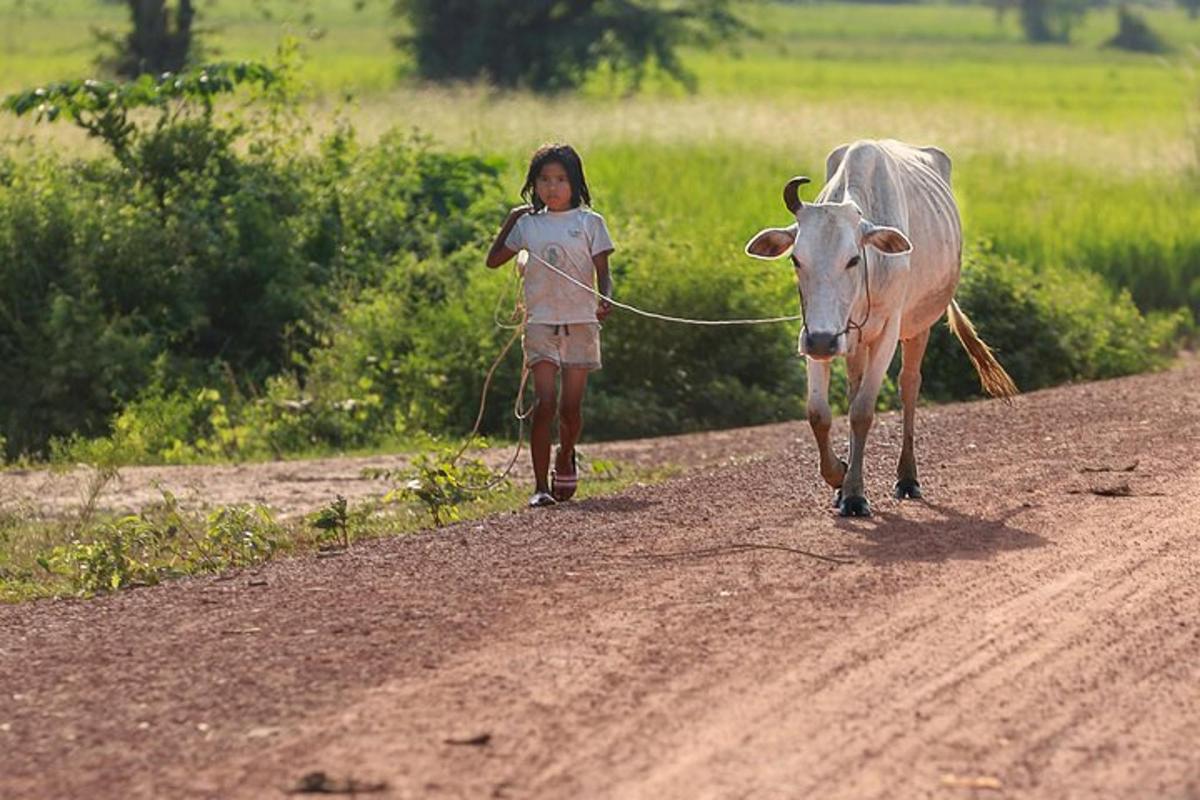 una bambina che porta a spasso una mucca su una strada sterrata