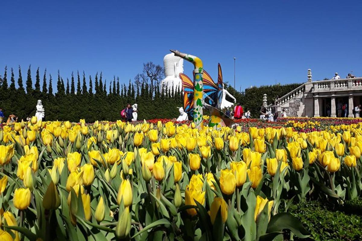 ladang bunga tulip kuning di taman