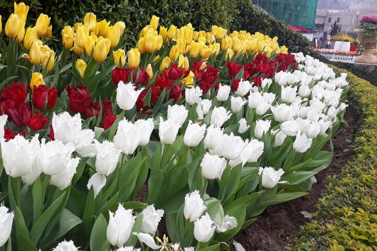 seikat bunga tulip berwarna-warni di taman