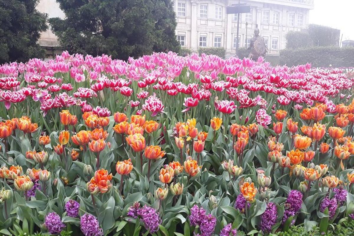 một cánh đồng hoa đầy màu sắc trước một tòa nhà