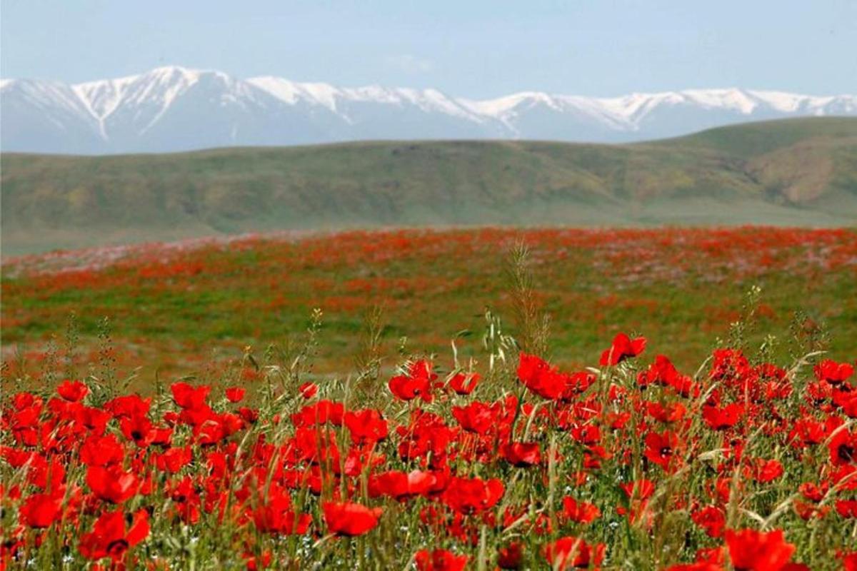a field of red flowers with mountains in the background