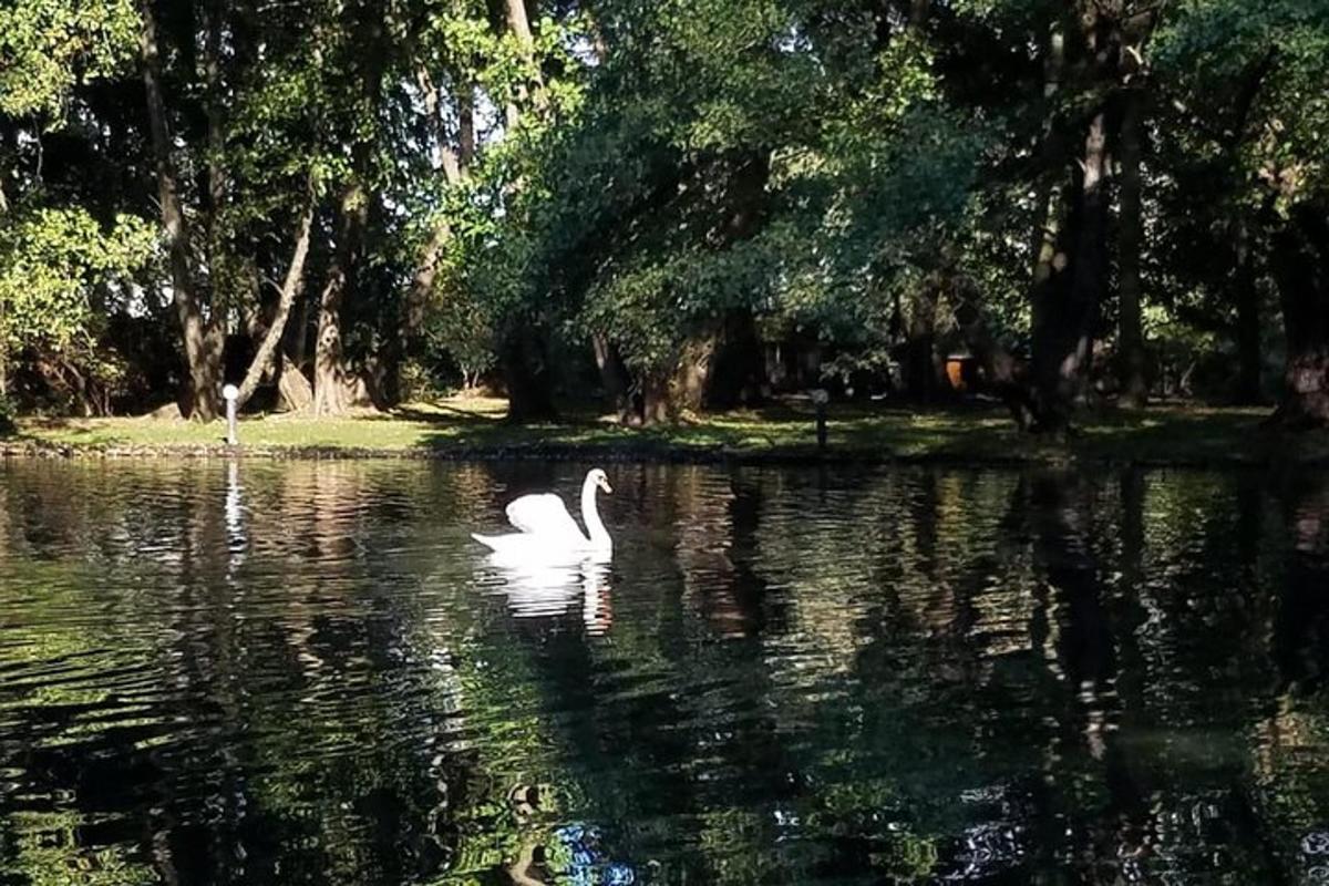 un cigno bianco che nuota in un lago con alberi