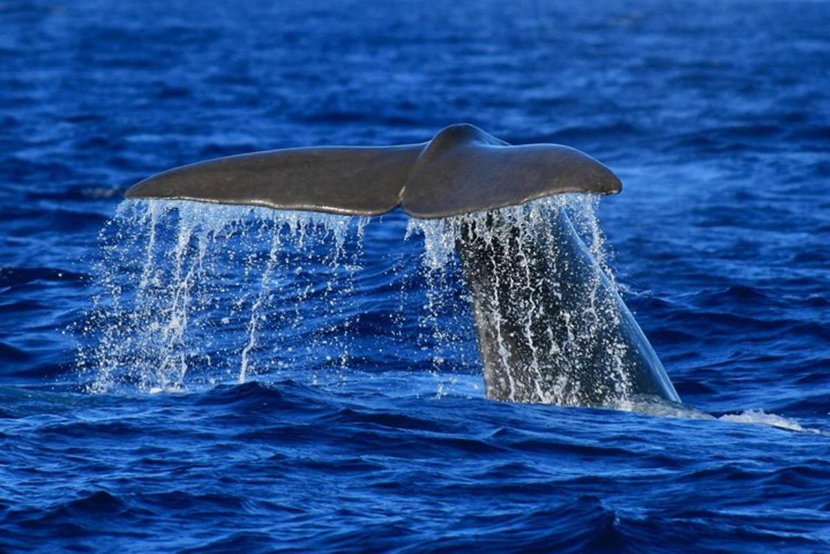 a dolphin jumping out of the water