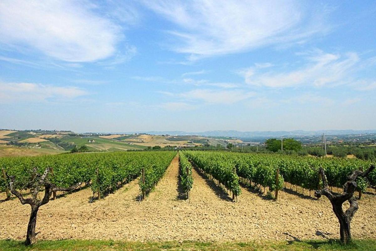 a vineyard with a row of trees in a field