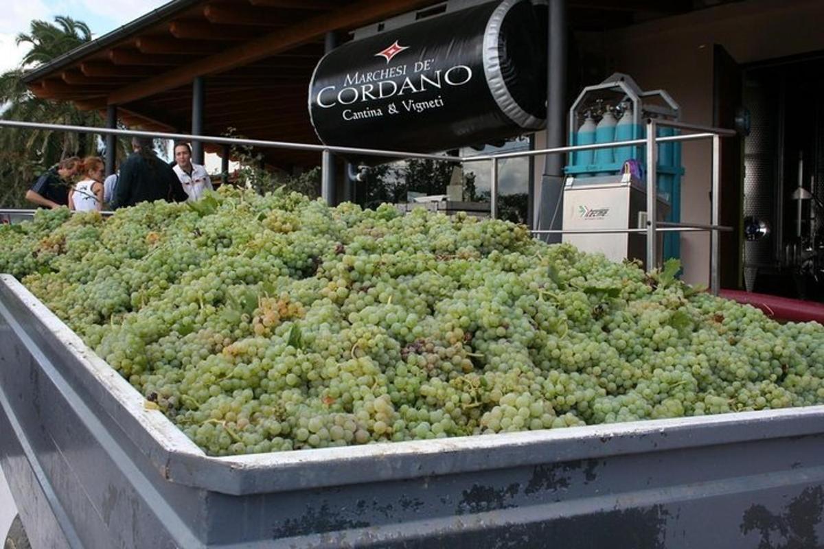 a large pile of green grapes in a trailer