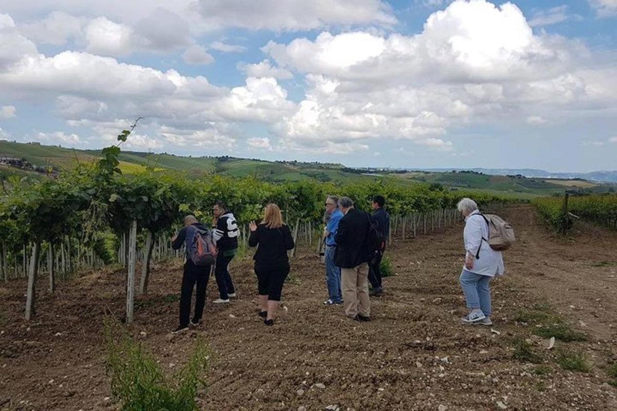 a group of people walking through a vineyard