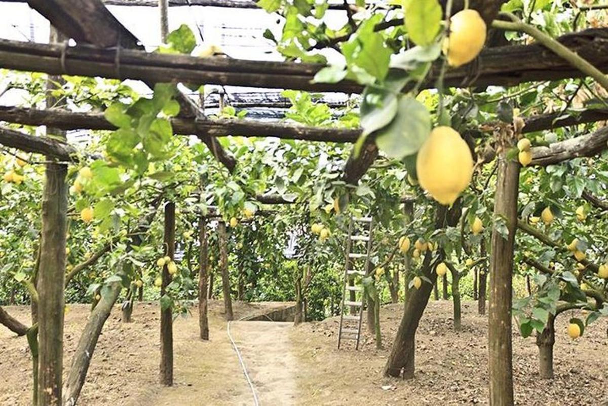 una hilera de árboles frutales en un jardín