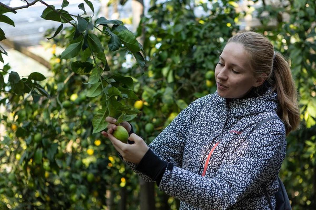 en kvinde plukker æbler fra et træ