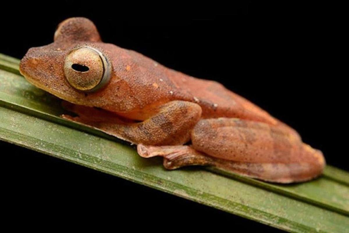 a red frog sitting on a green leaf