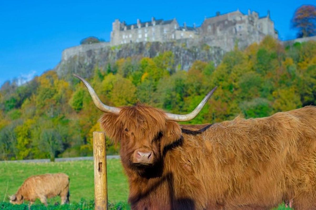 a cow standing in a field with a castle in the background