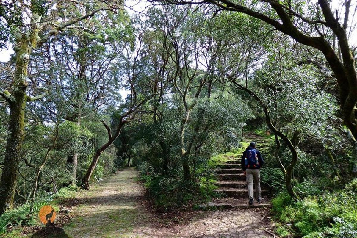 una persona subiendo unas escaleras en un bosque