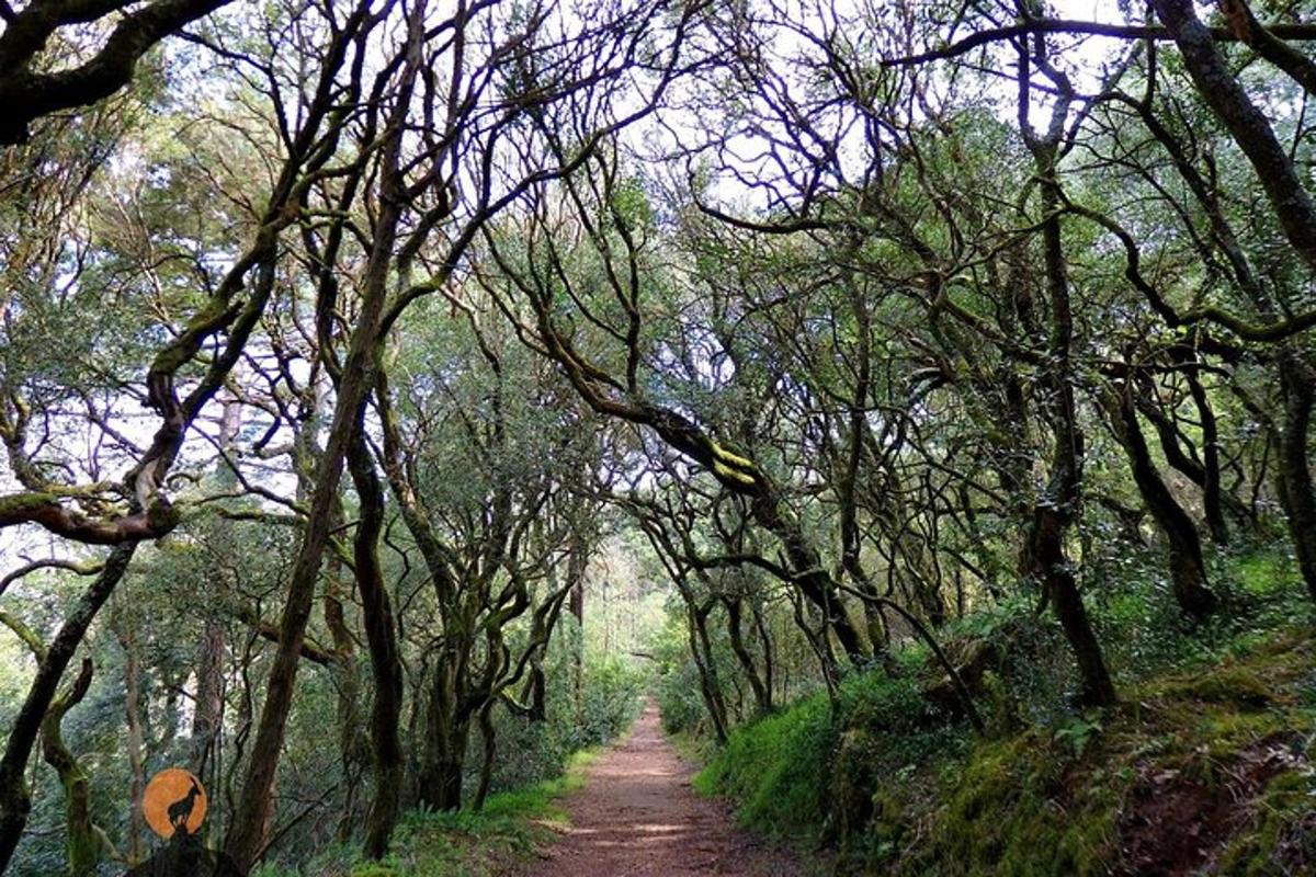 jalan tanah melalui hutan pokok