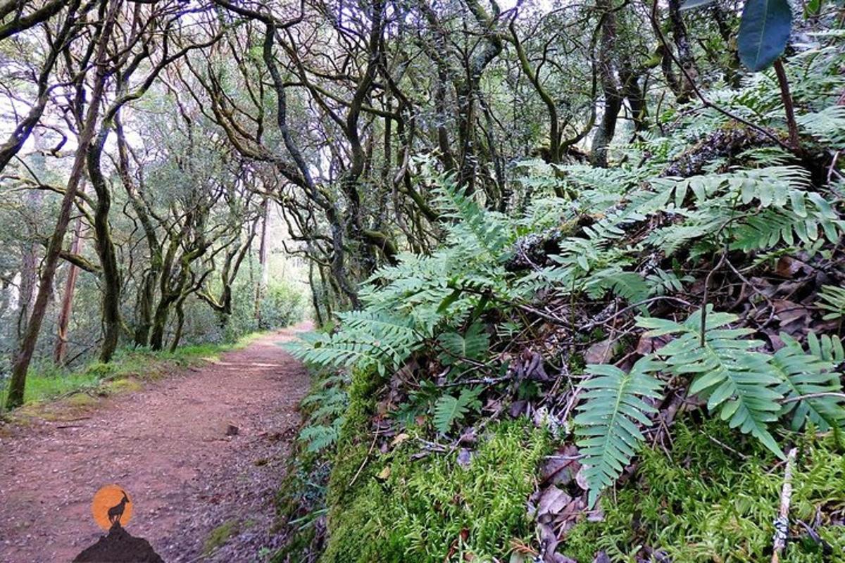 una persona parada en un sendero en un bosque