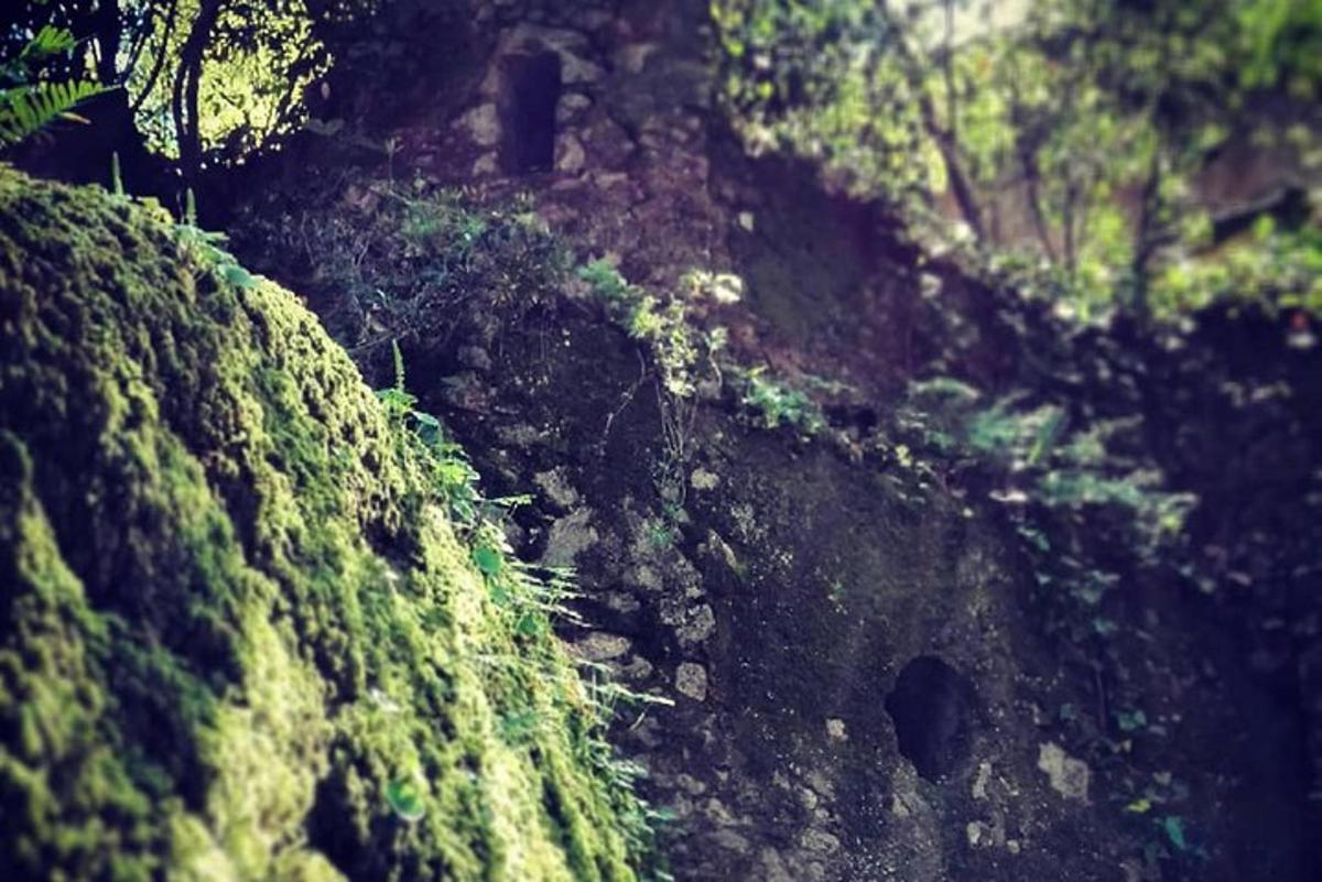 uma colina coberta de musgo com árvores e uma estrada de terra