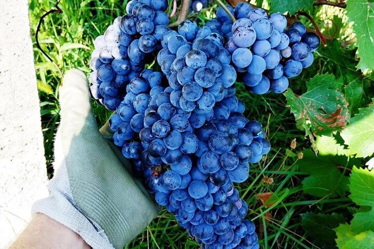 Una persona sostiene un racimo de uvas azules.