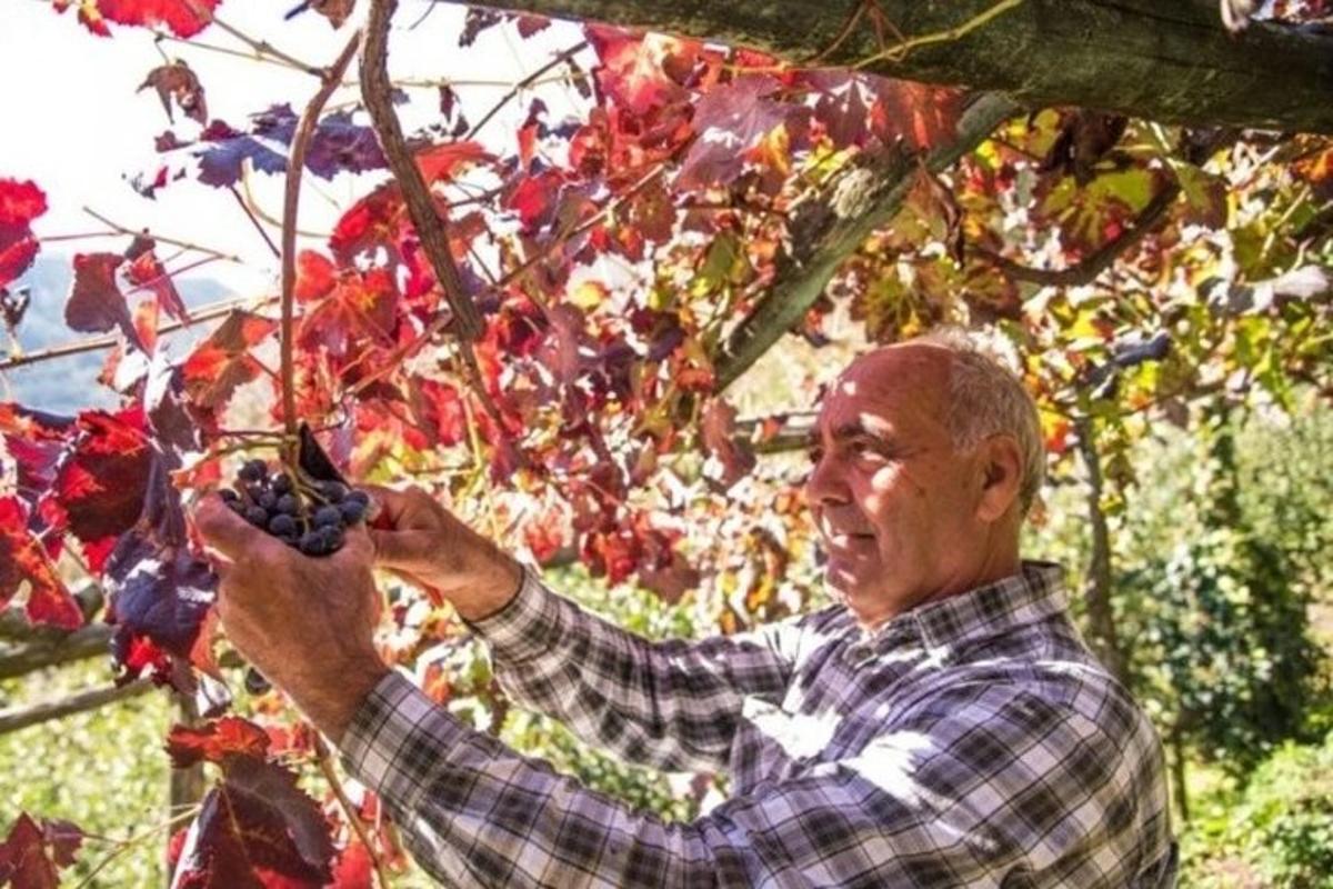 Egy férfi fekete szőlőt tart a kezében