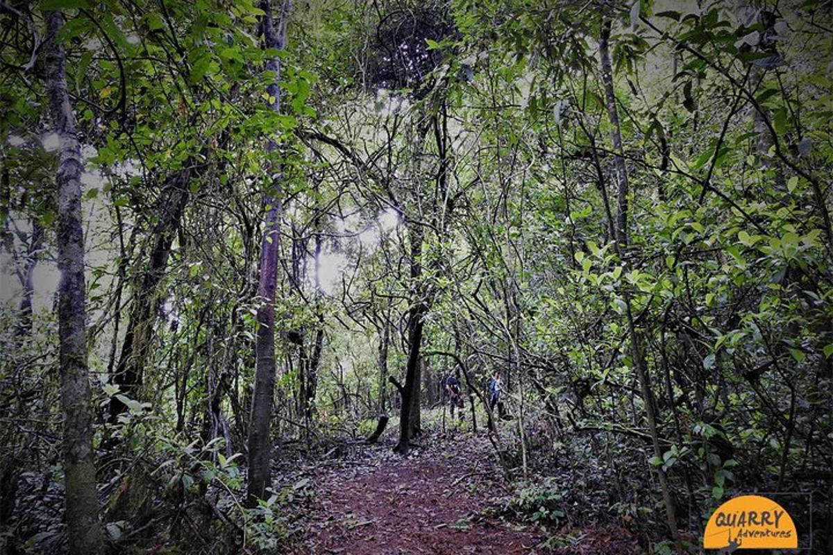 a forest filled with trees and a dirt trail