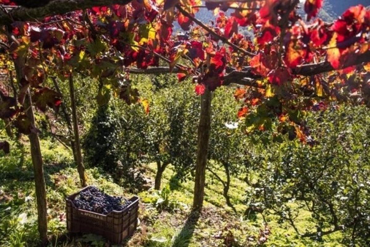 un rând de copaci cu flori roșii într-o grădină