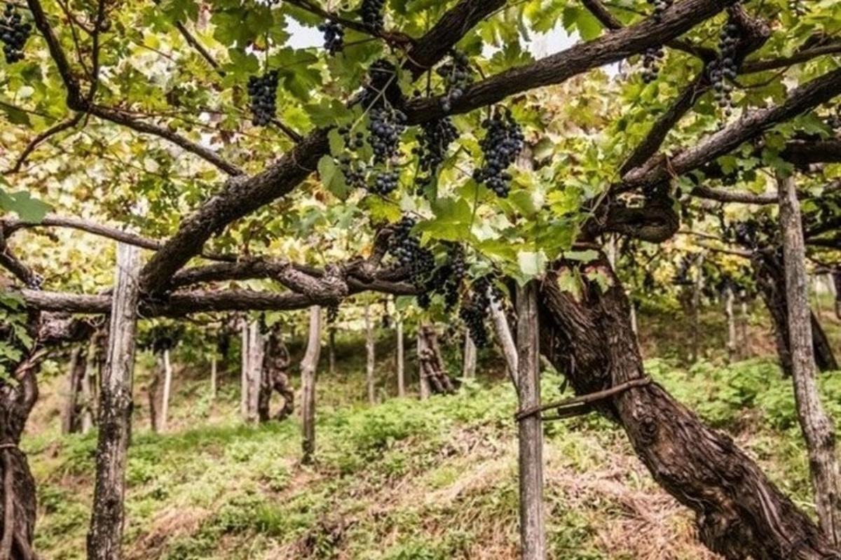 un ciorchine de struguri atârnat de un pom