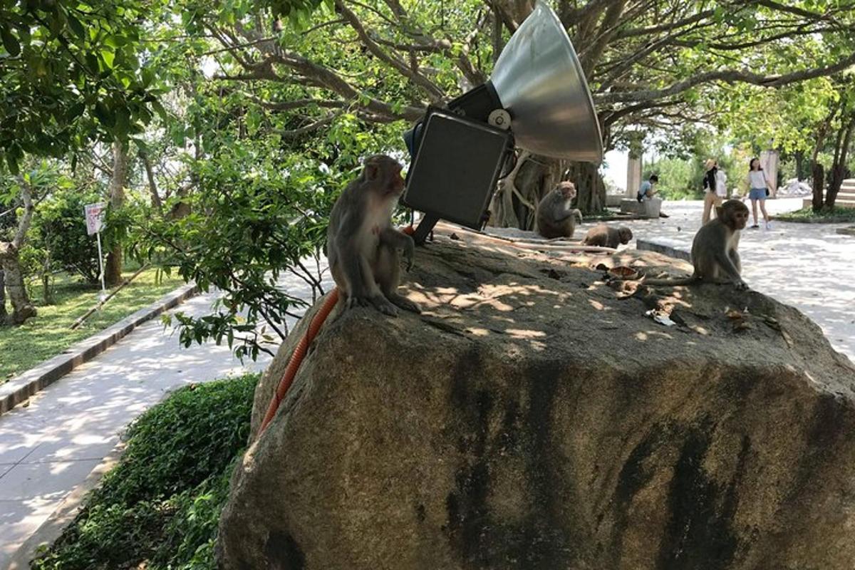 um grupo de macacos sentados no topo de uma rocha