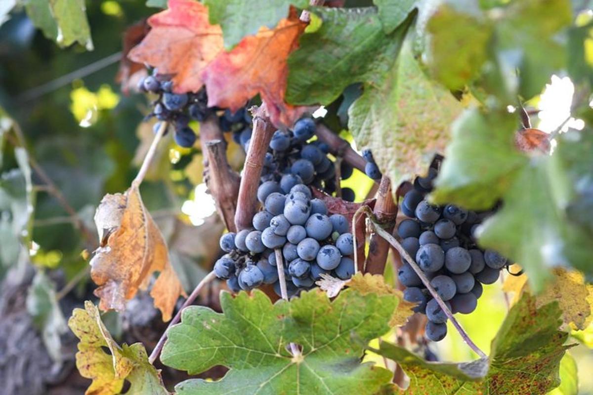 a bunch of grapes hanging from a tree