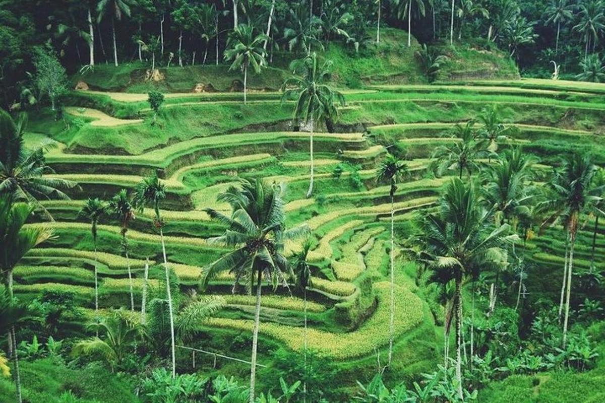 un campo verde con palme ed erba