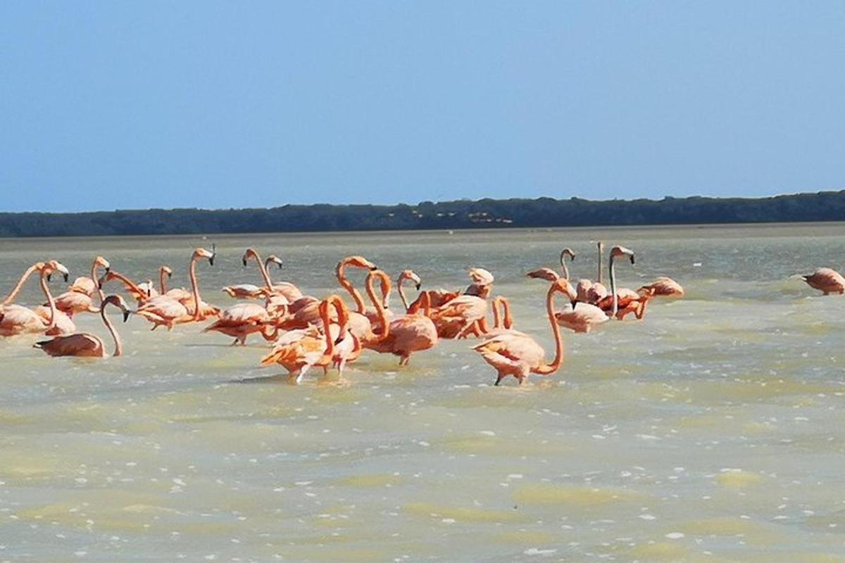 um bando de flamingos cor-de-rosa caminhando na água
