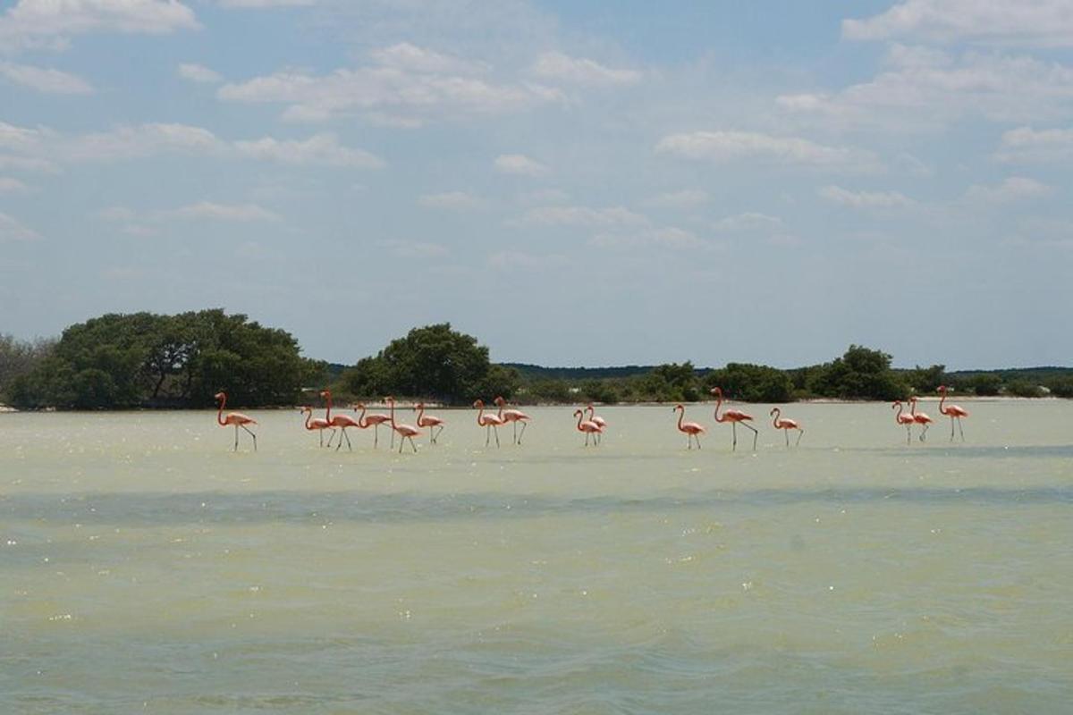 um grupo de flamingos caminhando em uma praia na água