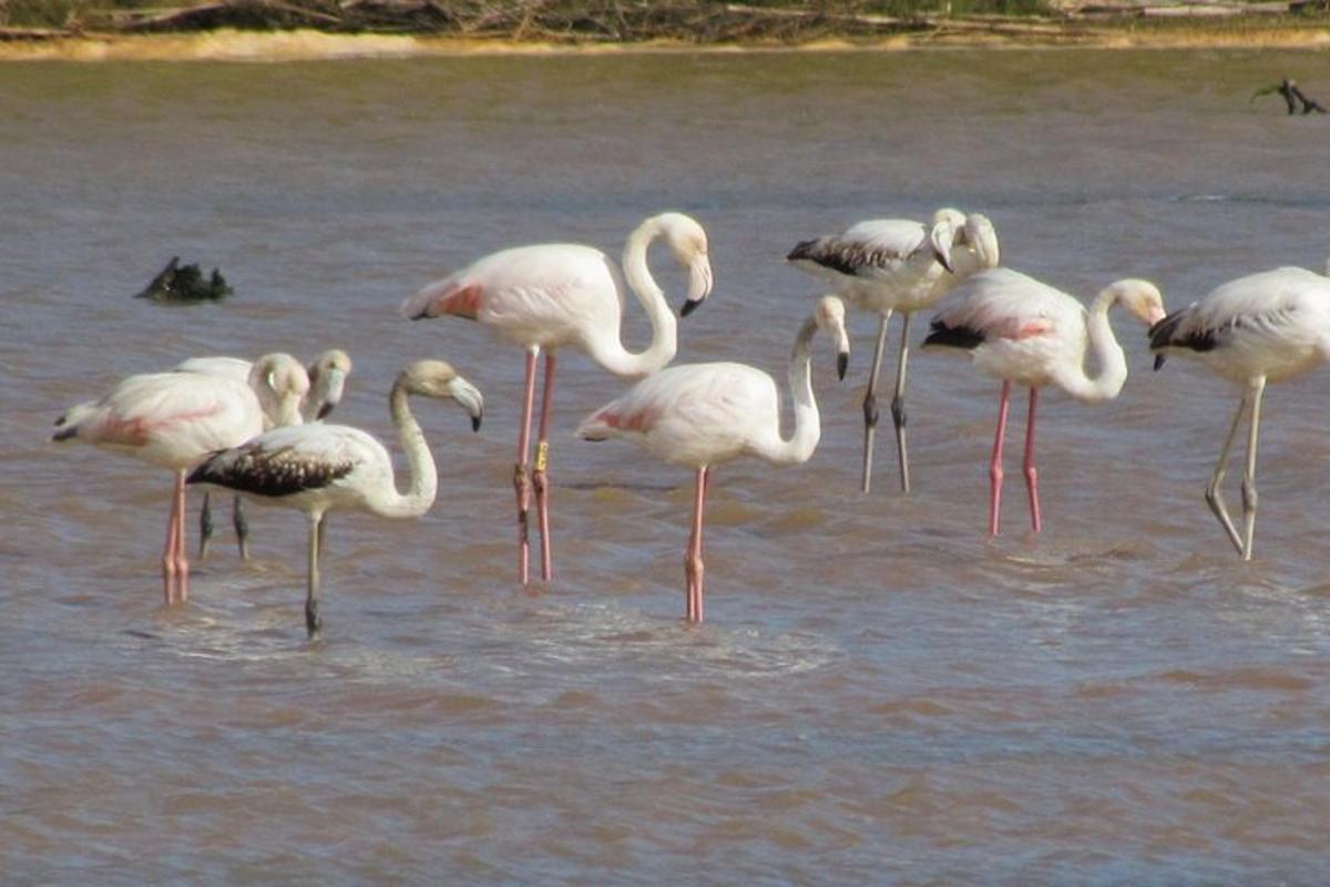 parvi flamingoja seisoo vedessä