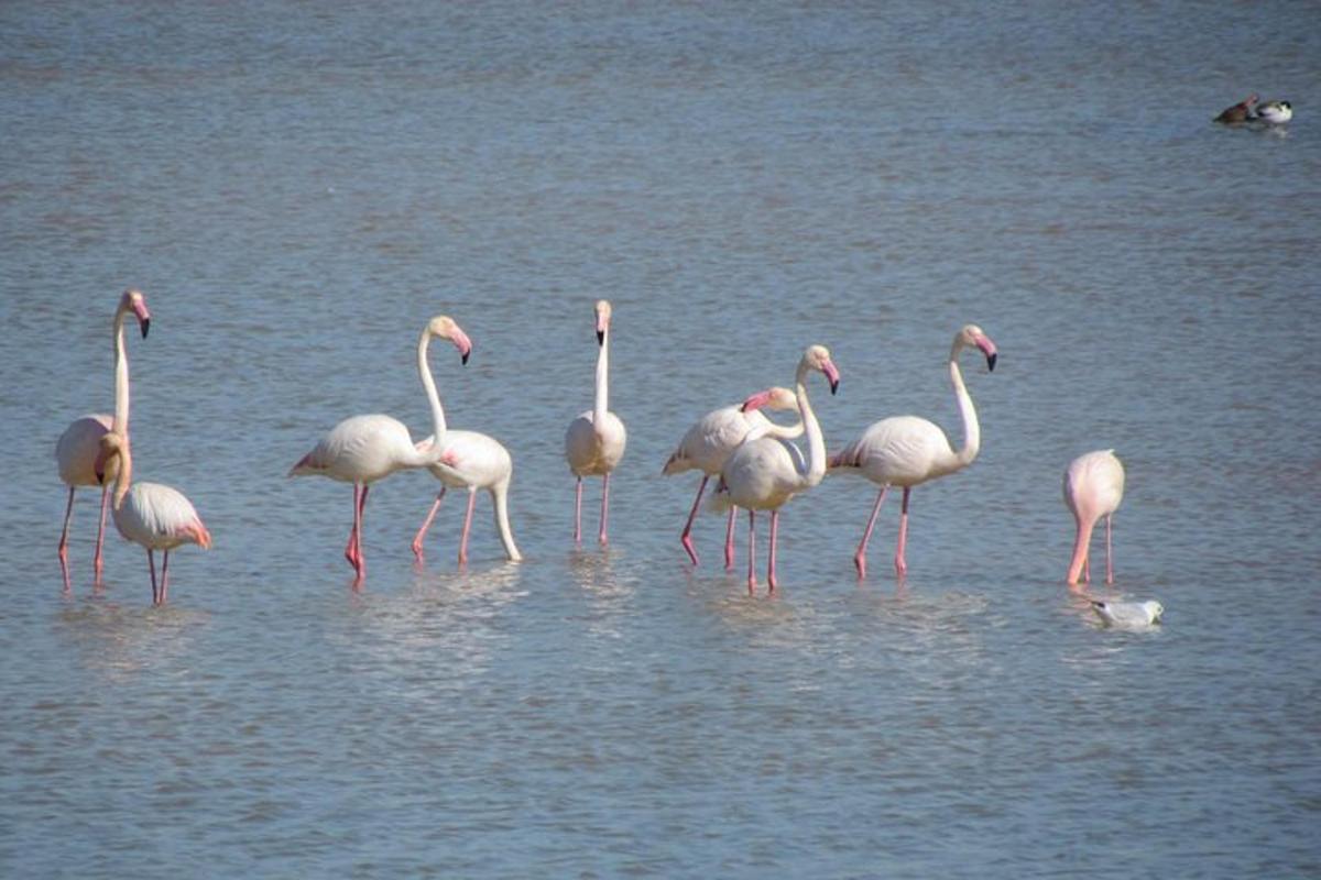 un gruppo di fenicotteri in piedi nell'acqua