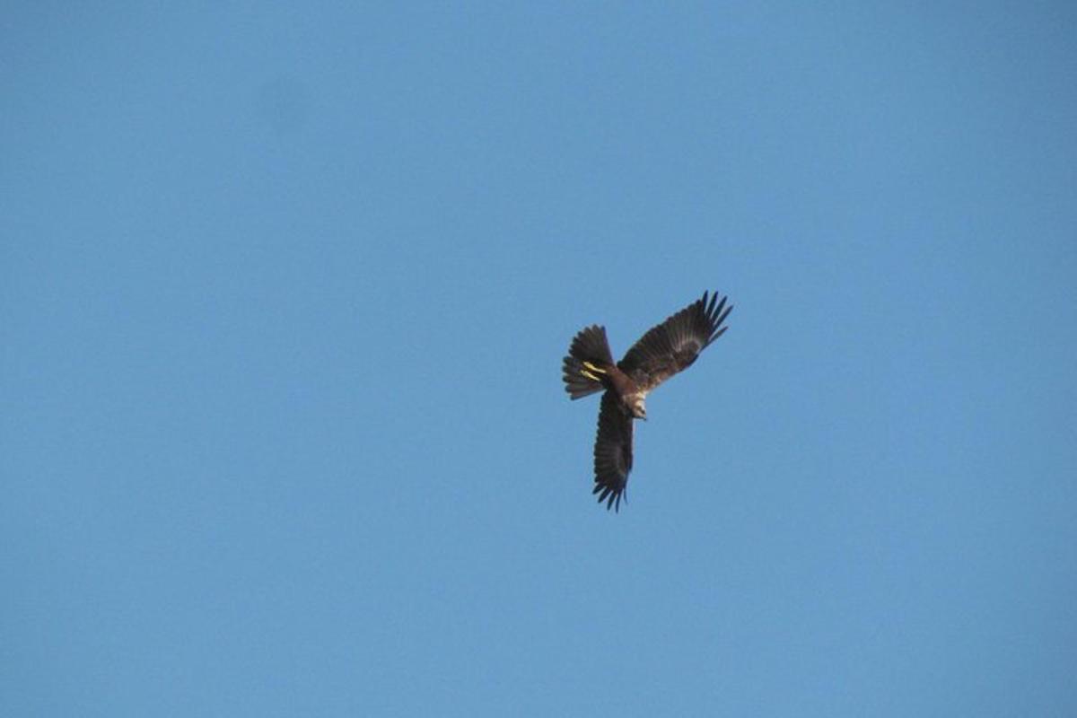 un uccello che vola in un cielo blu