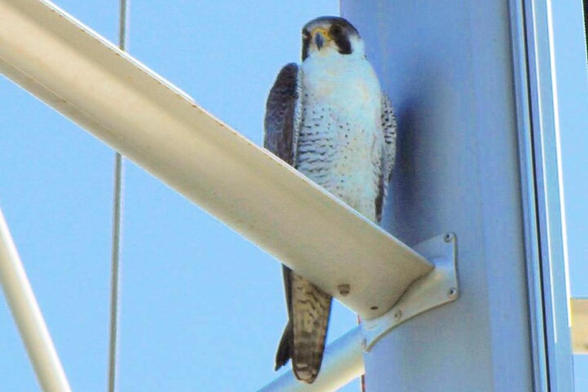 建物の側面に止まった鳥