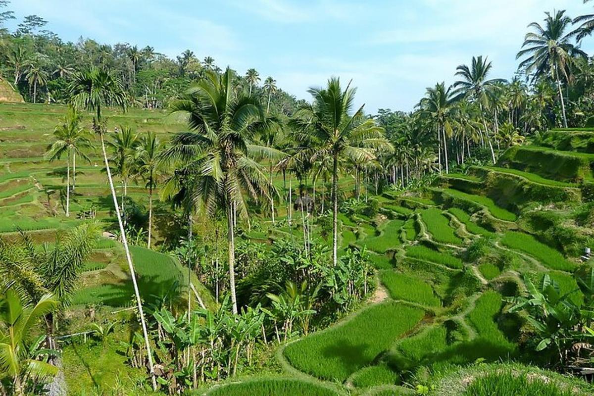 isang aerial view ng isang palayan na may mga puno ng palma