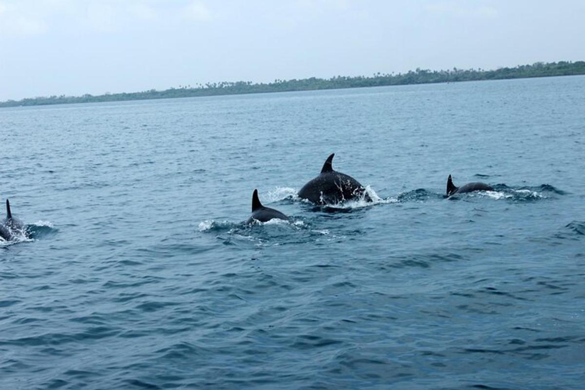 a group of dolphins swimming in the water