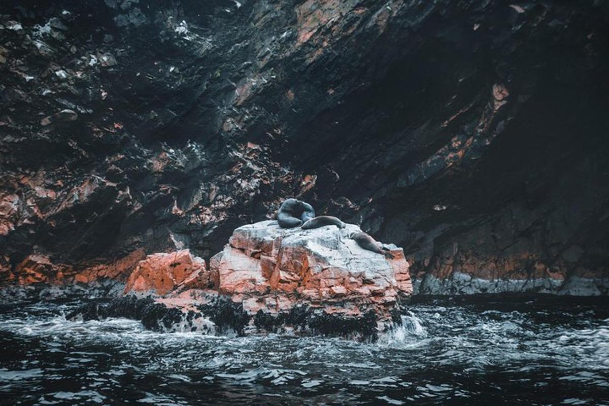 due uccelli seduti su una roccia nell'acqua