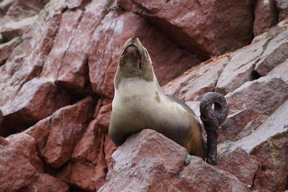 una foca seduta in cima a una montagna rocciosa