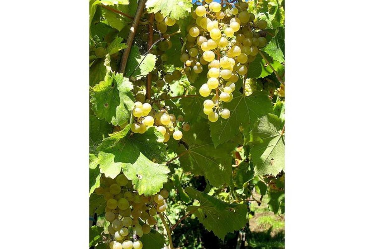 a bunch of grapes growing on a tree
