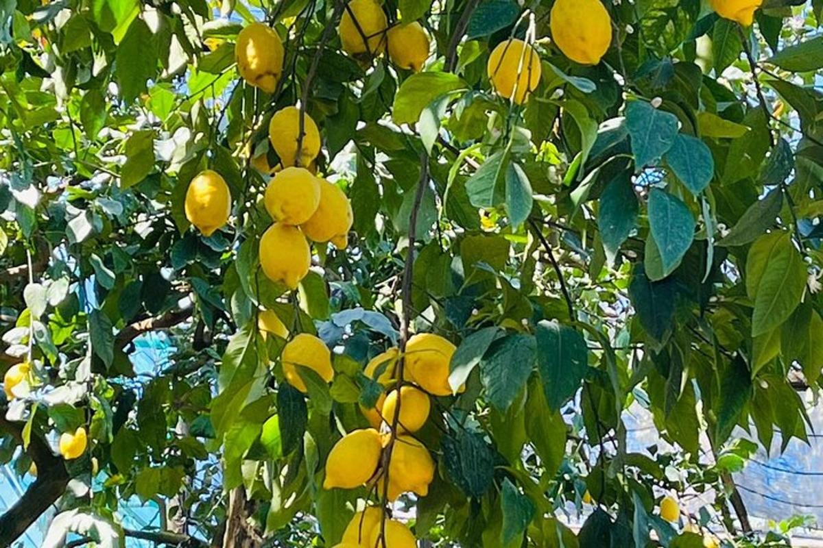 um cacho de laranjas pendurado em uma árvore