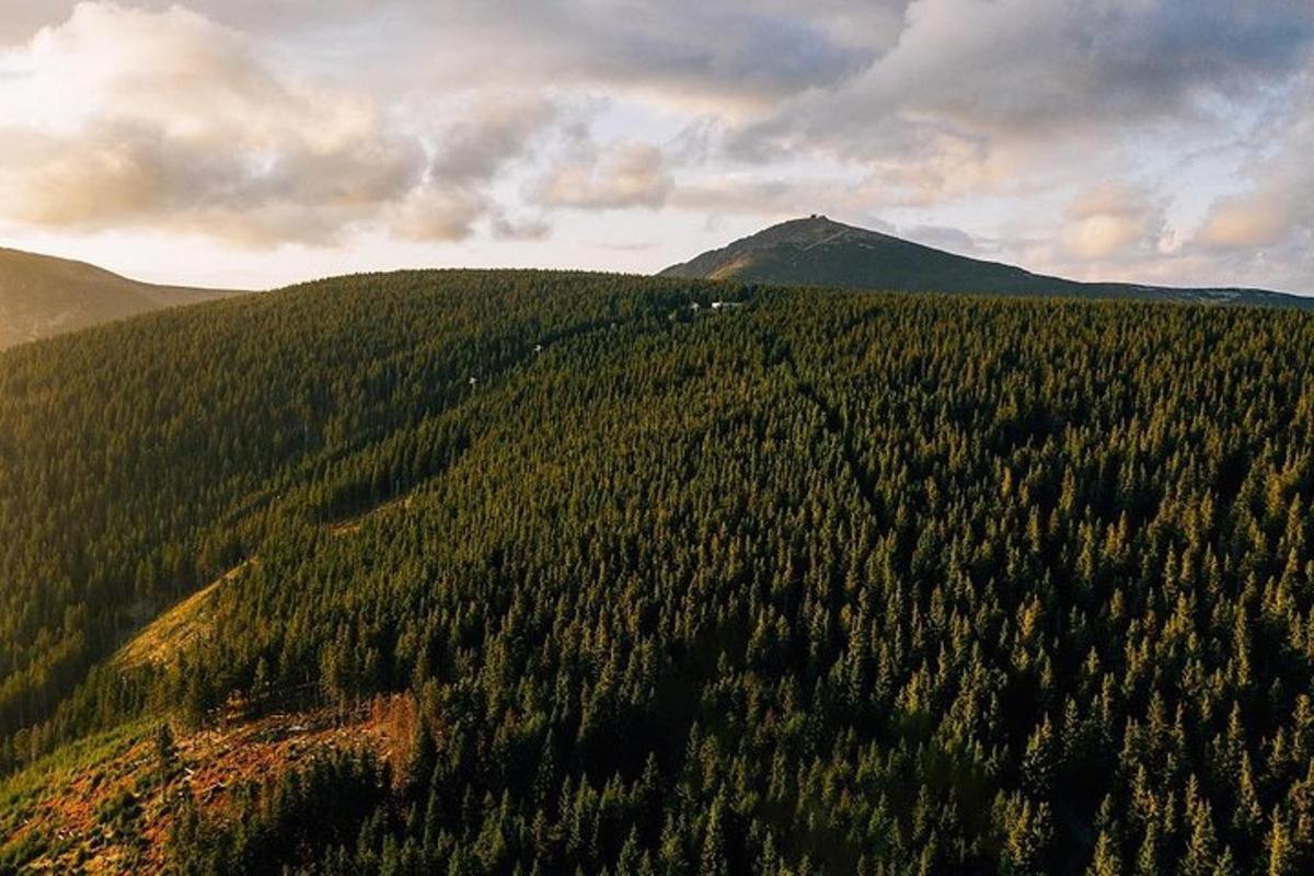 uma vista aérea de uma floresta de árvores em uma colina