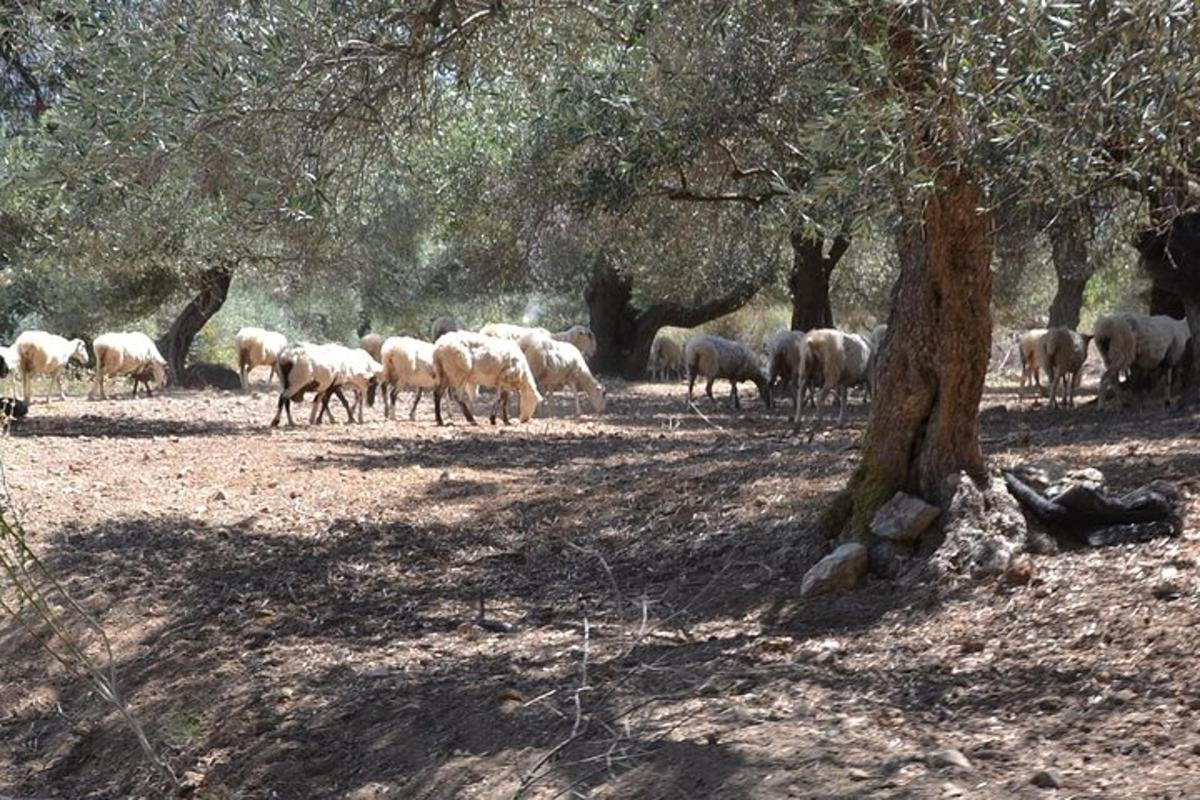 um rebanho de ovelhas pastando em um campo próximo a uma árvore