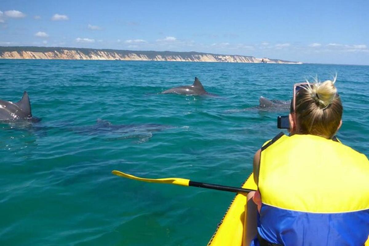 a woman in a kayak looking at dolphins in the water