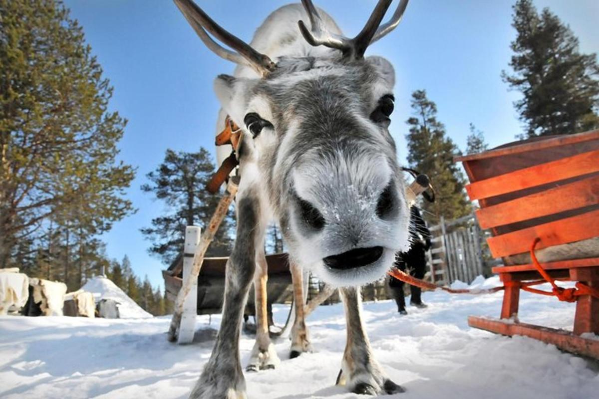 a goat standing in the snow next to a bench