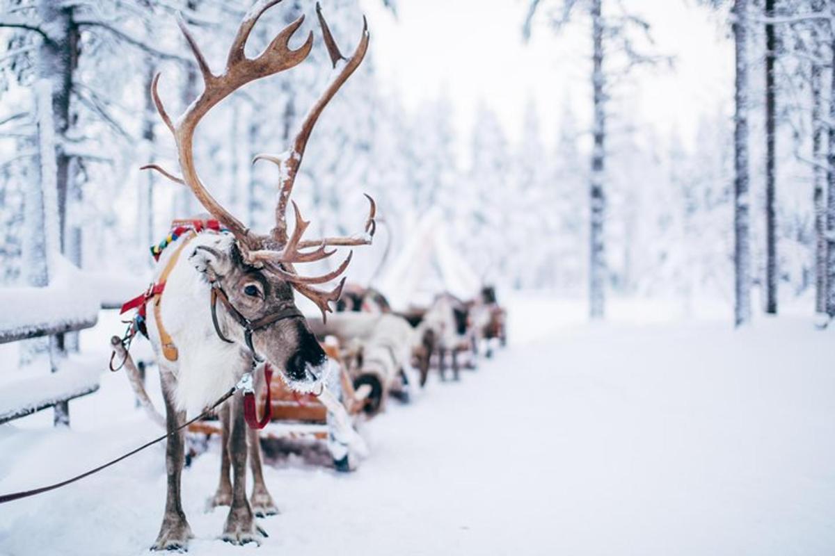 a herd of reindeer pulling a sleigh in the snow