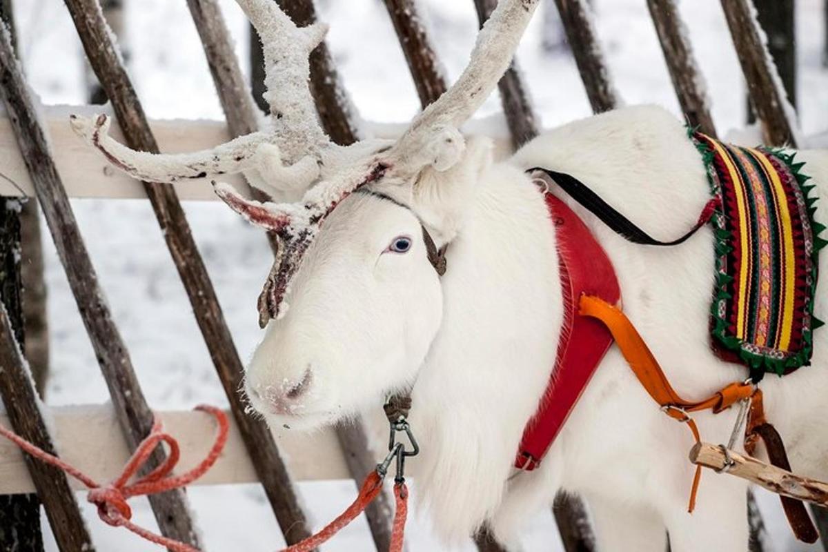 a white goat with reindeer antlers is tied to a fence