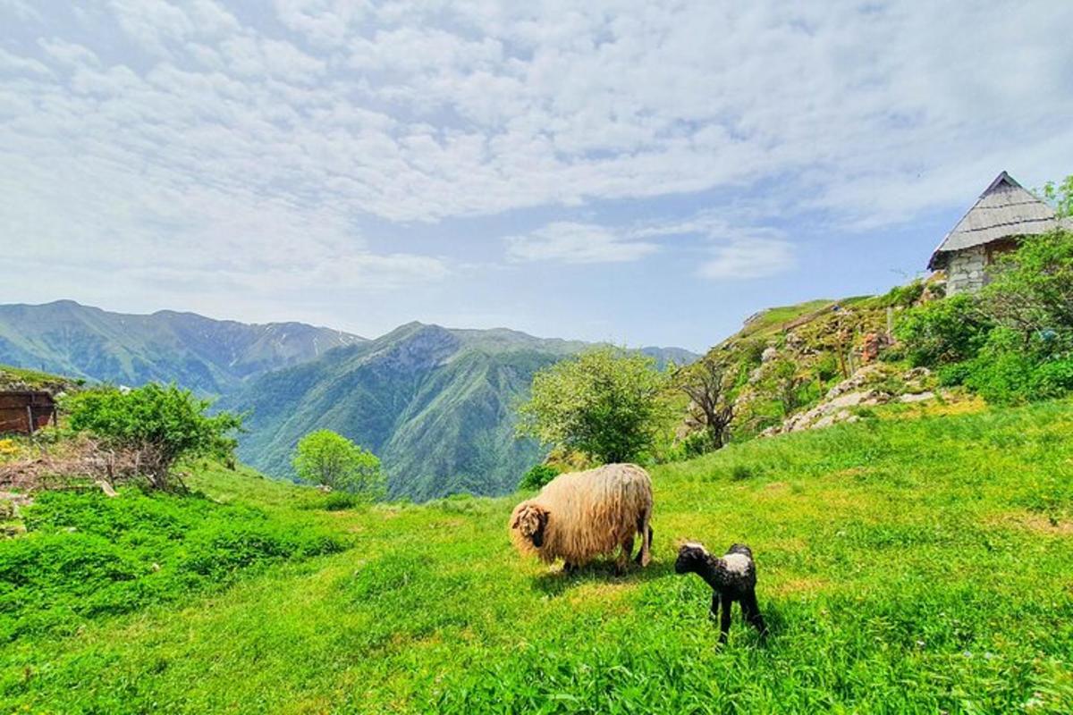 Ovca in jagnje, ki stojita na travnatem hribu