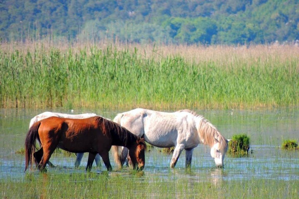 три коња пасу у води на пољу